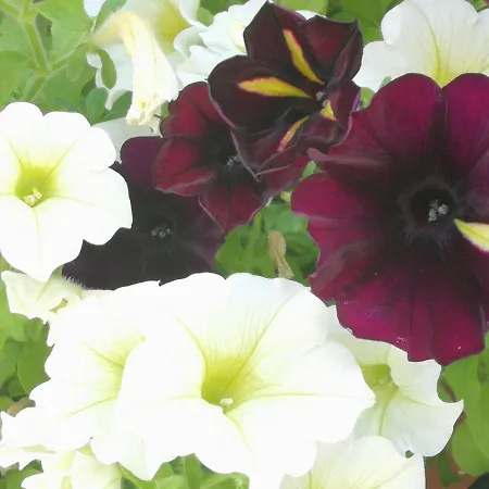 Marconi Ponte San Nicolo